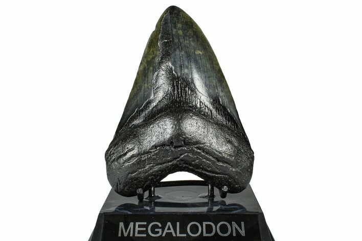 Fossil Megalodon Tooth - South Carolina #367951